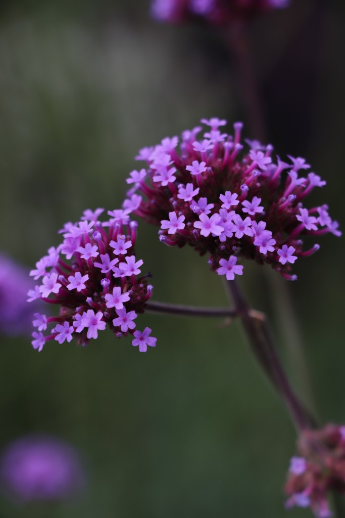 Emeline Lee - June, 2020 - Purpletop Vervain at Filoli, Woodside, California