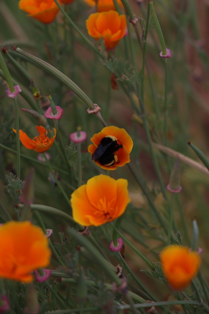 Emeline Lee - June, 2020 - Bumblebee in Poppies at Filoli, Woodside, California